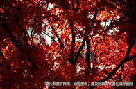 新加坡最好的大學推薦